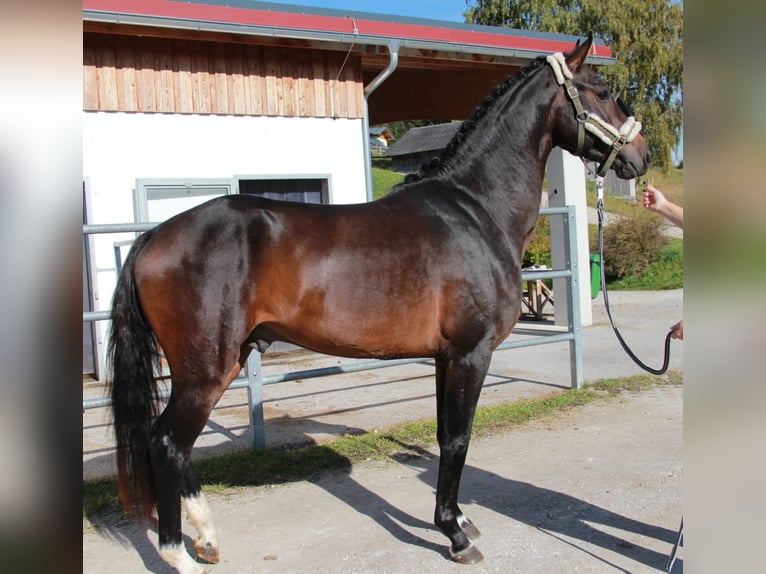 Österreichisches Warmblut Hengst 4 Jahre 168 cm Brauner in Schladming