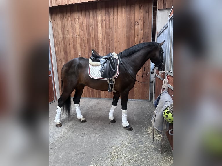 Österreichisches Warmblut Hengst 4 Jahre 168 cm in Schladming