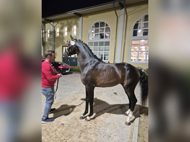 Österreichisches Warmblut Hengst 4 Jahre 168 cm in Schladming