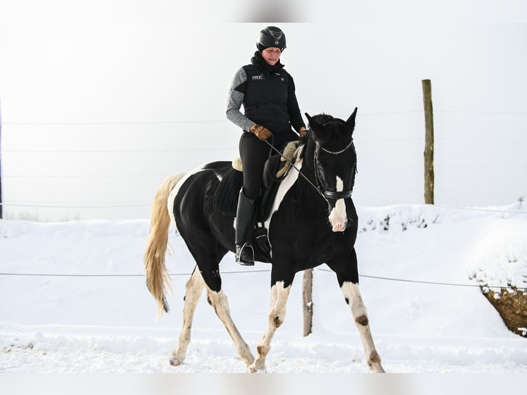 Österreichisches Warmblut Hengst 6 Jahre 168 cm Schecke in Altmelon