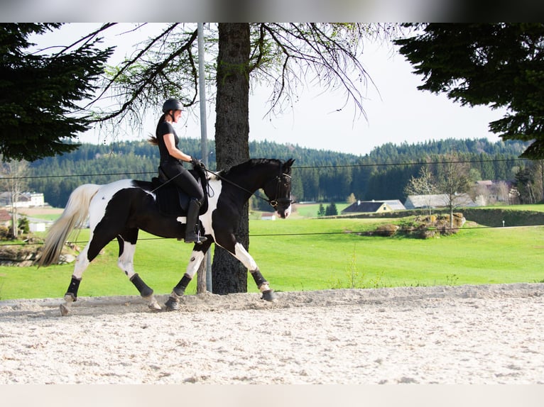 Österreichisches Warmblut Hengst 6 Jahre 168 cm Schecke in Altmelon