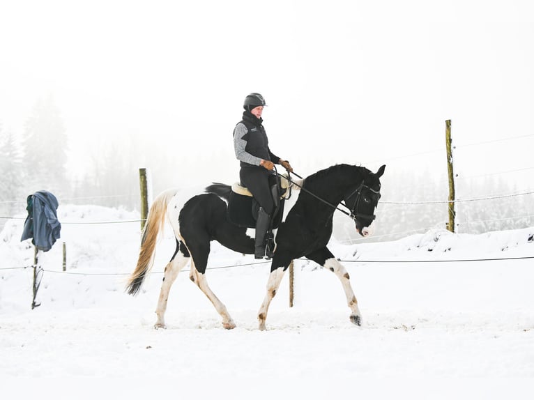 Österreichisches Warmblut Hengst 6 Jahre 168 cm Schecke in Altmelon