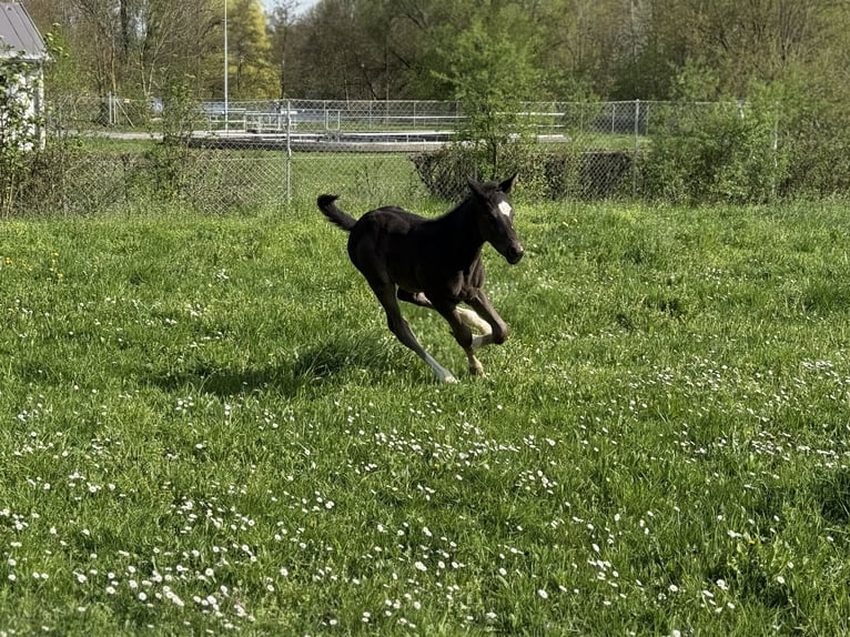 Österreichisches Warmblut Hengst Fohlen (04/2025) 164 cm Rappe in Amstetten