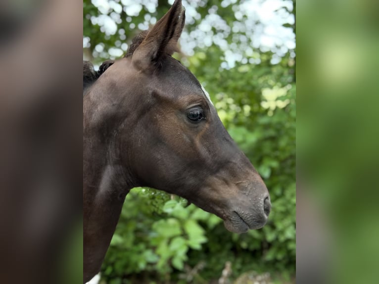 Österreichisches Warmblut Hengst Fohlen (04/2025) 164 cm Rappe in Amstetten