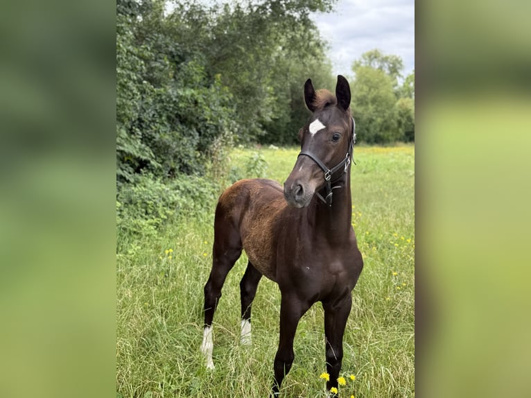 Österreichisches Warmblut Hengst Fohlen (04/2025) 164 cm Rappe in Amstetten