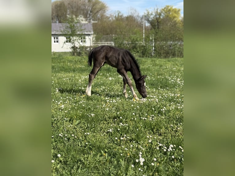Österreichisches Warmblut Hengst Fohlen (04/2025) 164 cm Rappe in Amstetten