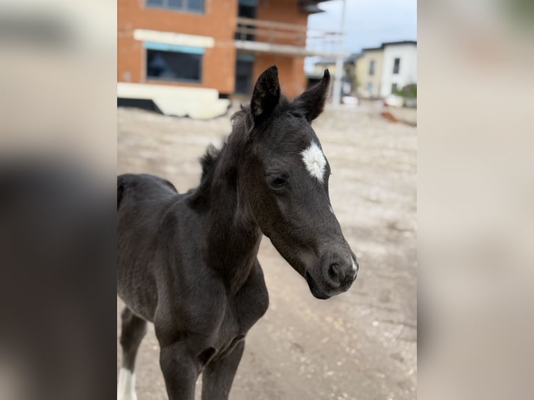 Österreichisches Warmblut Hengst Fohlen (04/2025) 164 cm Rappe in Amstetten
