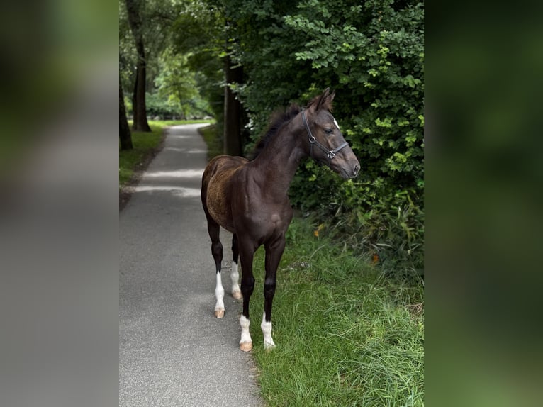 Österreichisches Warmblut Hengst Fohlen (04/2025) 164 cm Rappe in Amstetten