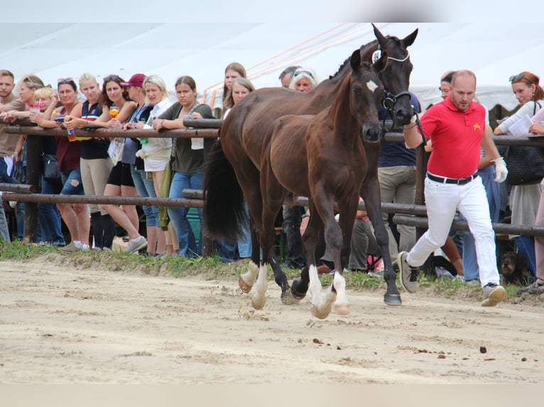 Österreichisches Warmblut Hengst Fohlen (04/2025) 164 cm Rappe in Amstetten