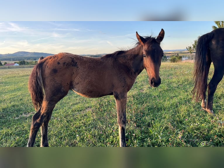 Österreichisches Warmblut Hengst Fohlen (05/2025) 165 cm Brauner in Dra&#xDF;markt