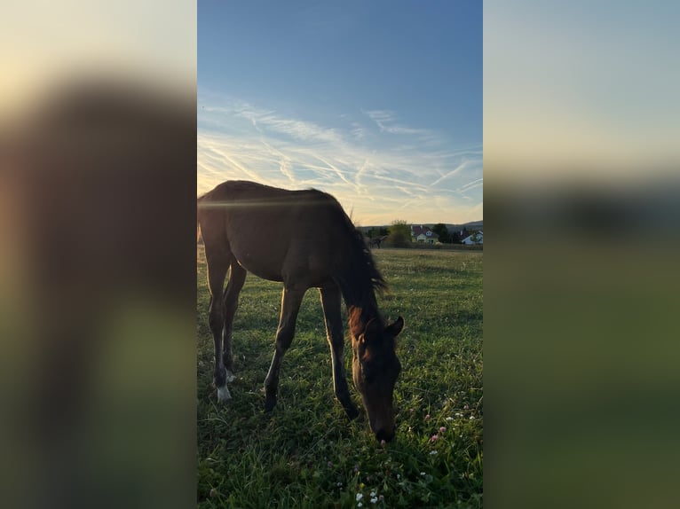 Österreichisches Warmblut Hengst Fohlen (05/2025) 165 cm Brauner in Dra&#xDF;markt