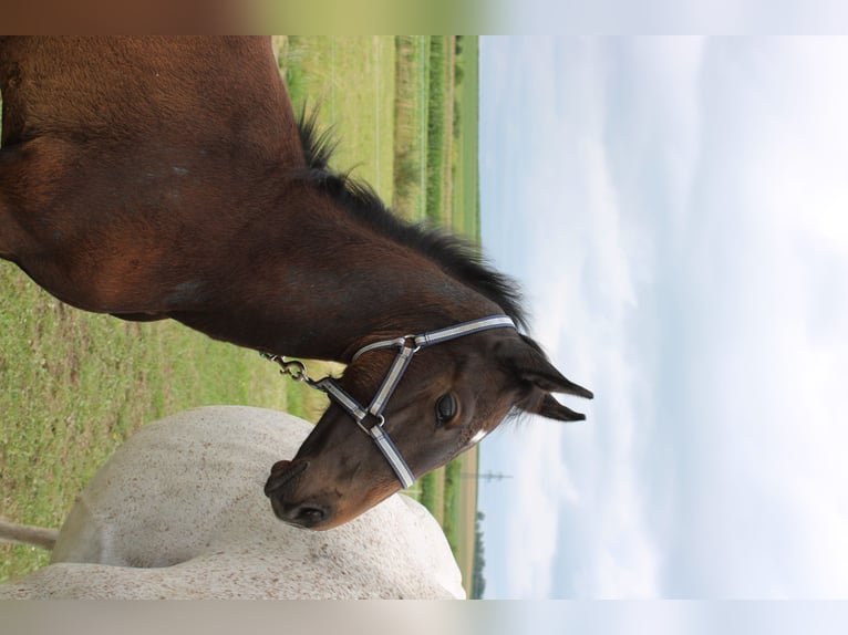 Österreichisches Warmblut Hengst Fohlen (04/2025) 165 cm Schimmel in Dra&#xDF;markt