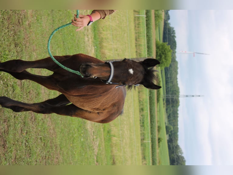 Österreichisches Warmblut Hengst Fohlen (04/2025) 165 cm Schimmel in Dra&#xDF;markt