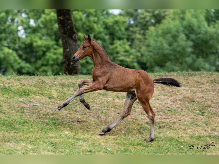 Österreichisches Warmblut Hengst Fohlen (05/2026) 168 cm Brauner in Rohrbach