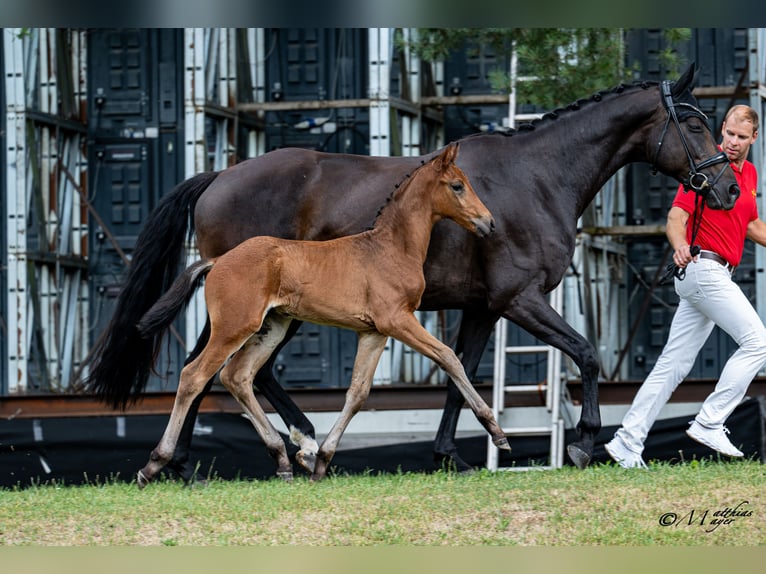 Österreichisches Warmblut Hengst Fohlen (05/2026) 168 cm Brauner in Rohrbach