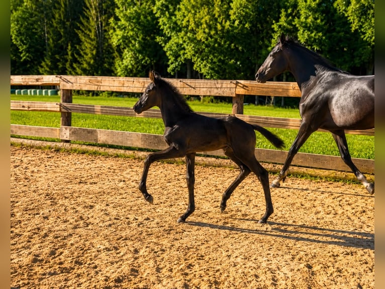 Österreichisches Warmblut Hengst Fohlen (05/2026) 168 cm Rappe in Rettenegg