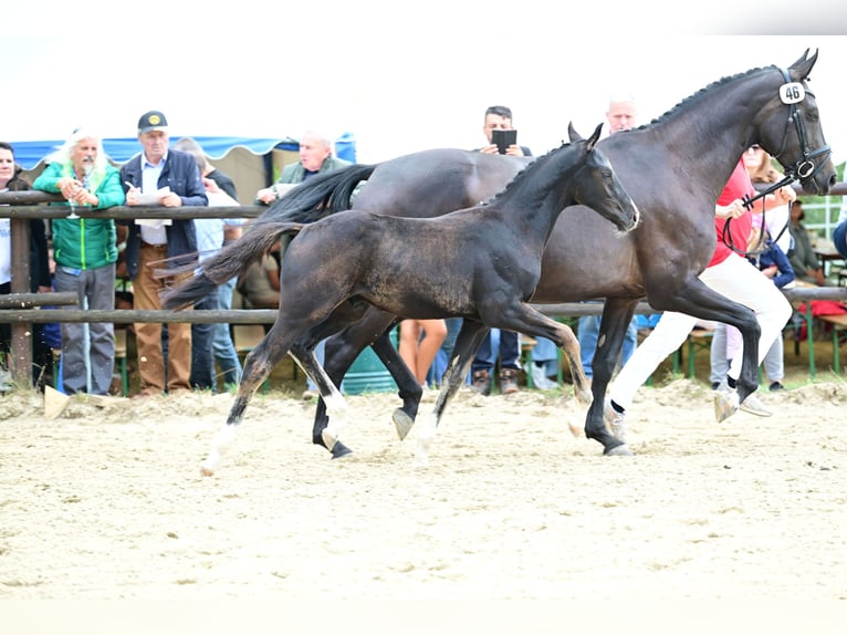 Österreichisches Warmblut Hengst Fohlen (05/2026) 168 cm Rappe in St. Georgen