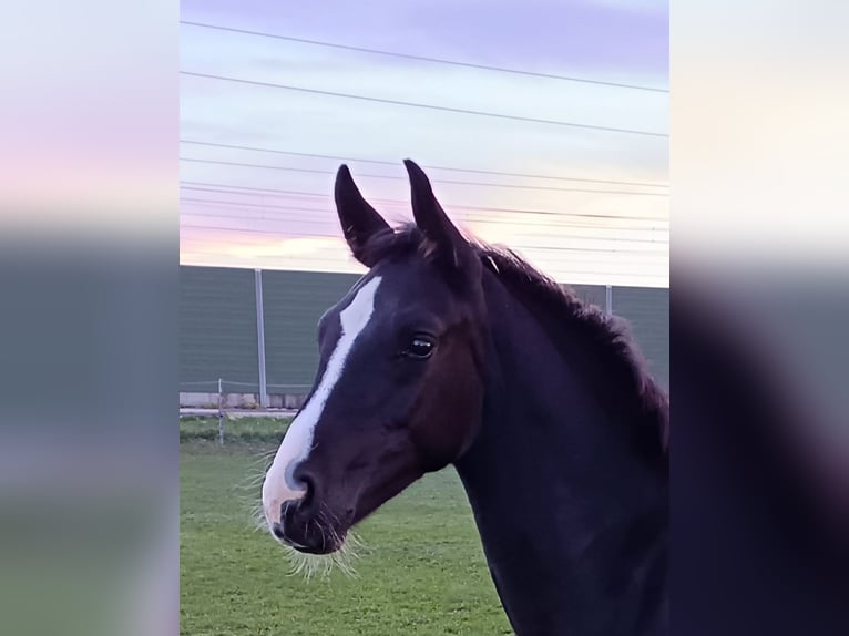 Österreichisches Warmblut Hengst Fohlen (05/2026) 168 cm Rappe in St. Georgen