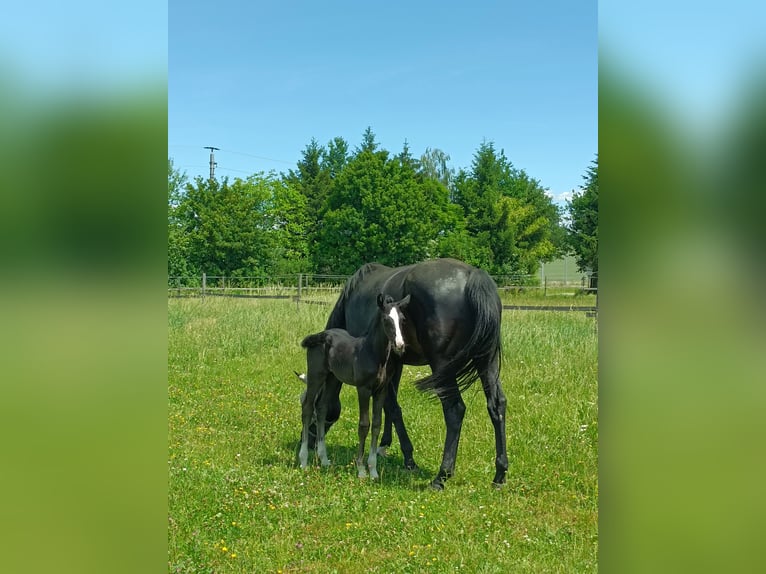 Österreichisches Warmblut Hengst Fohlen (05/2026) 168 cm Rappe in St. Georgen