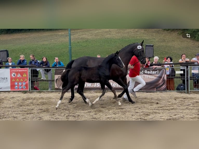 Österreichisches Warmblut Hengst Fohlen (05/2026) 168 cm Rappe in St. Georgen