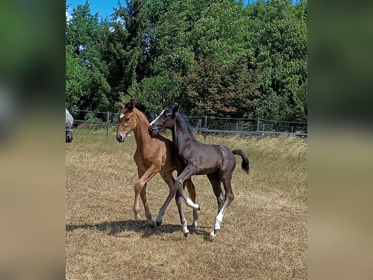 Österreichisches Warmblut Hengst Fohlen (05/2026) 168 cm Rappe in St. Georgen