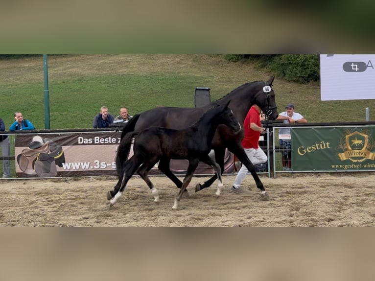 Österreichisches Warmblut Hengst Fohlen (05/2026) 168 cm Rappe in St. Georgen