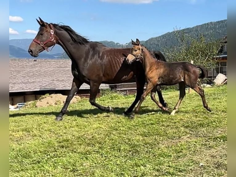 Österreichisches Warmblut Hengst Fohlen (06/2024) 169 cm Buckskin in Murau