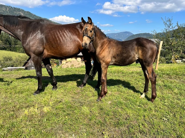 Österreichisches Warmblut Hengst Fohlen (06/2024) 169 cm Buckskin in Murau