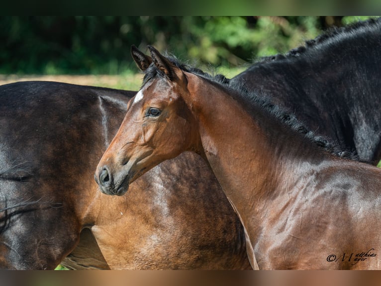 Österreichisches Warmblut Hengst Fohlen (03/2026) 170 cm Brauner in Straßburg