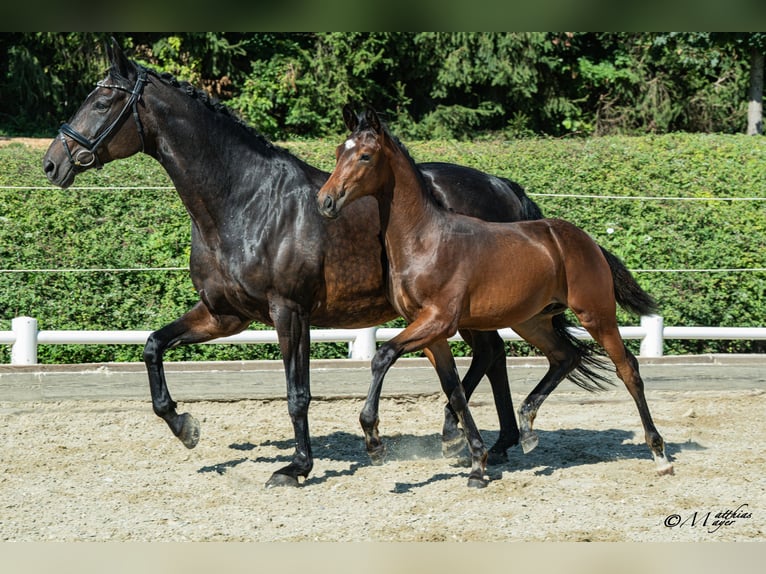 Österreichisches Warmblut Hengst Fohlen (03/2026) 170 cm Brauner in Straßburg