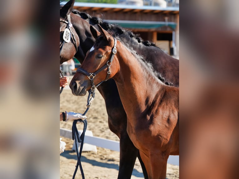 Österreichisches Warmblut Hengst Fohlen (01/2026) 170 cm Brauner in Straßburg