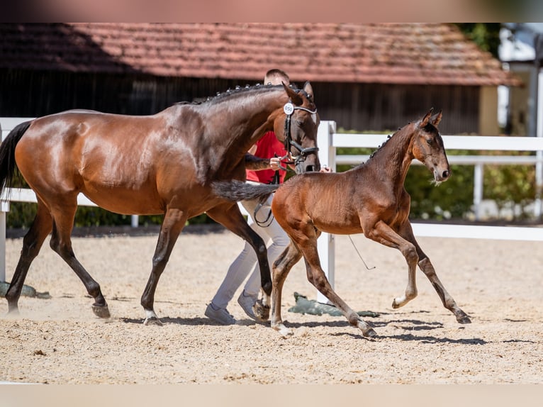 Österreichisches Warmblut Hengst Fohlen (06/2026) 170 cm Brauner in Suben