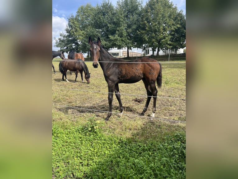 Österreichisches Warmblut Hengst Fohlen (06/2026) 170 cm Brauner in Suben