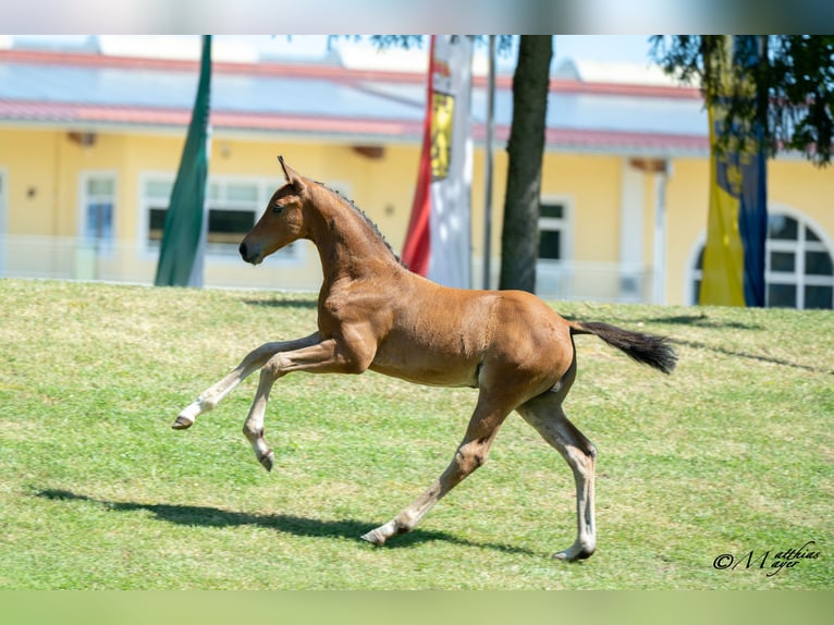 Österreichisches Warmblut Hengst Fohlen (04/2025) 170 cm Brauner in Pramerdorf