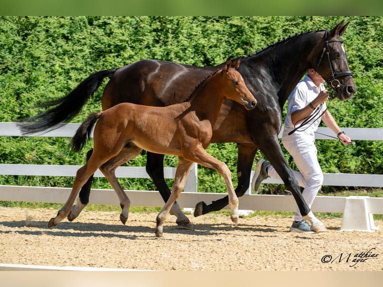 Österreichisches Warmblut Hengst Fohlen (04/2025) 170 cm Brauner in Pramerdorf