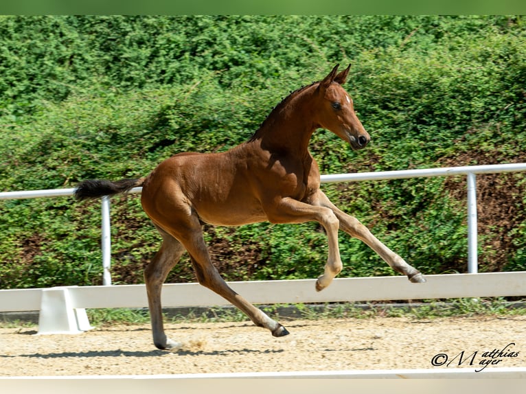 Österreichisches Warmblut Hengst Fohlen (04/2025) 170 cm Brauner in Pramerdorf