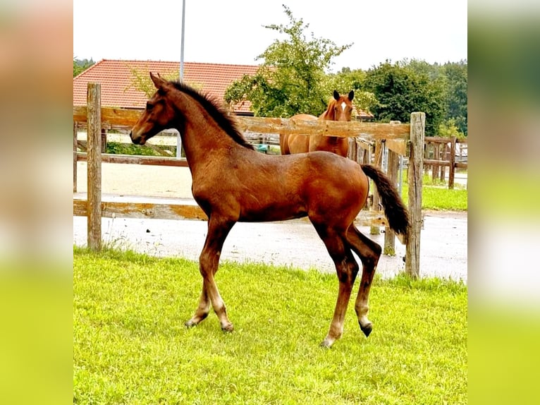 Österreichisches Warmblut Hengst Fohlen (04/2025) 170 cm Dunkelbrauner in Tr&#xF6;stlberg