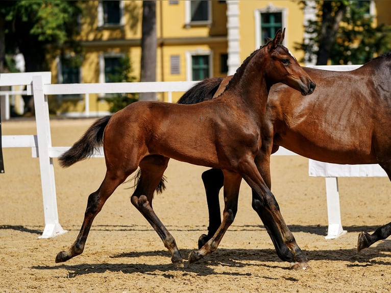Österreichisches Warmblut Hengst Fohlen (04/2025) 170 cm Dunkelbrauner in Tr&#xF6;stlberg
