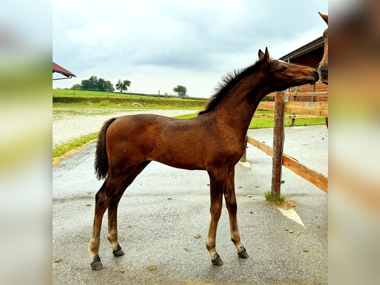 Österreichisches Warmblut Hengst Fohlen (04/2025) 170 cm Dunkelbrauner in Tr&#xF6;stlberg