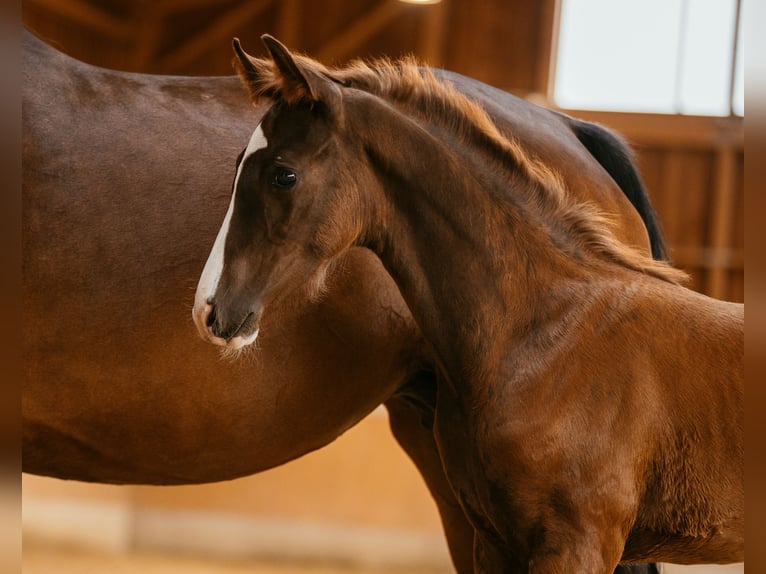 Österreichisches Warmblut Hengst Fohlen (05/2024) 170 cm Dunkelfuchs in Unterpetersdorf