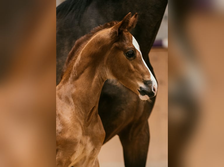 Österreichisches Warmblut Hengst Fohlen (05/2024) 170 cm Dunkelfuchs in Unterpetersdorf