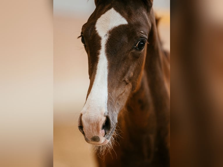 Österreichisches Warmblut Hengst Fohlen (05/2024) 170 cm Dunkelfuchs in Unterpetersdorf