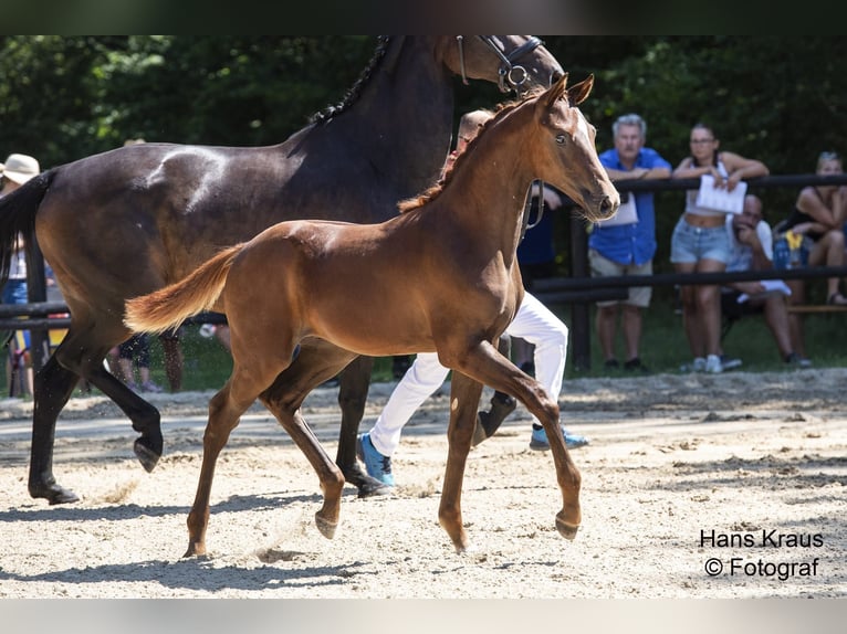 Österreichisches Warmblut Hengst Fohlen (04/2024) 170 cm Dunkelfuchs in Sieghartsreith