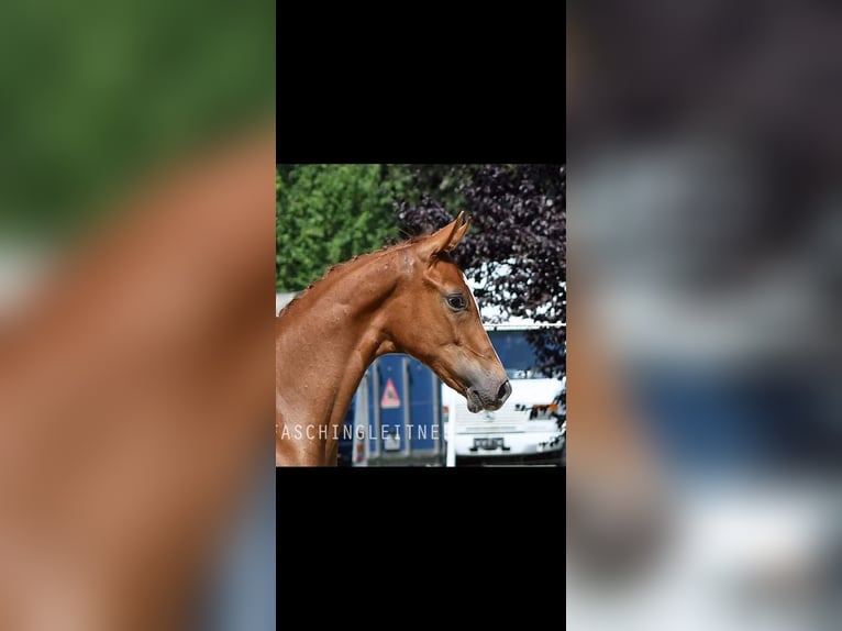 Österreichisches Warmblut Hengst Fohlen (06/2024) 170 cm Fuchs in Bad Radkersburg