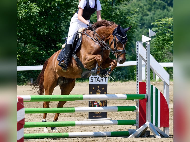 Österreichisches Warmblut Hengst  170 cm Fuchs in St. Margarethen im Lavanttal