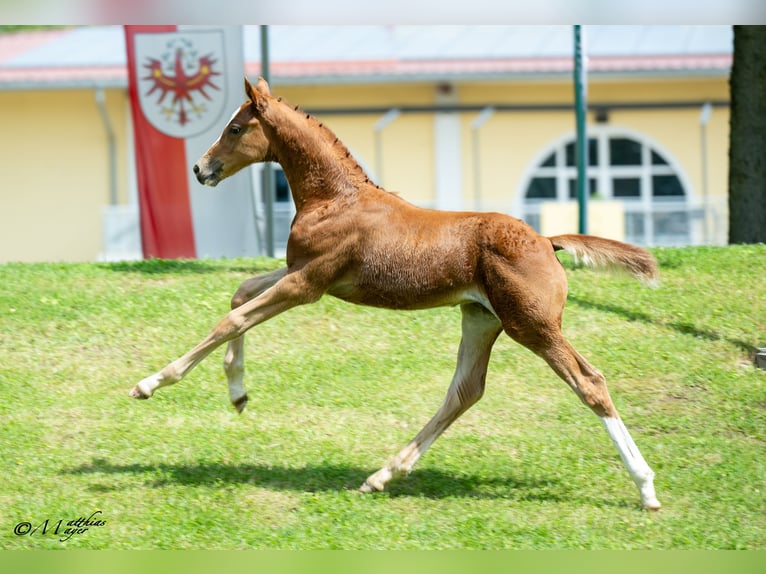 Österreichisches Warmblut Hengst Fohlen (04/2025) 170 cm Fuchs in Maria Alm