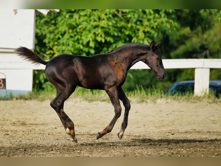 Österreichisches Warmblut Hengst Fohlen (06/2025) 170 cm Rappe in Reichenfels