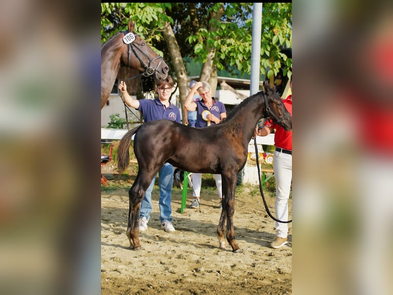 Österreichisches Warmblut Hengst Fohlen (06/2025) 170 cm Rappe in Reichenfels