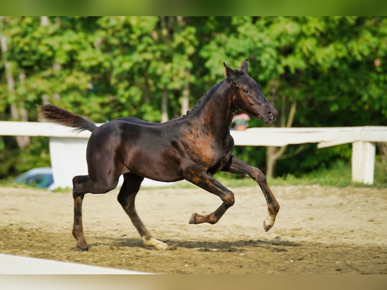Österreichisches Warmblut Hengst Fohlen (06/2025) 170 cm Rappe in Reichenfels