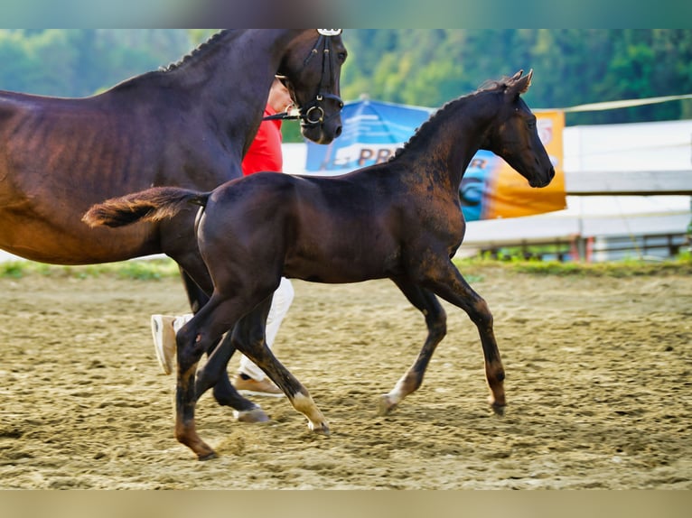Österreichisches Warmblut Hengst Fohlen (06/2025) 170 cm Rappe in Reichenfels